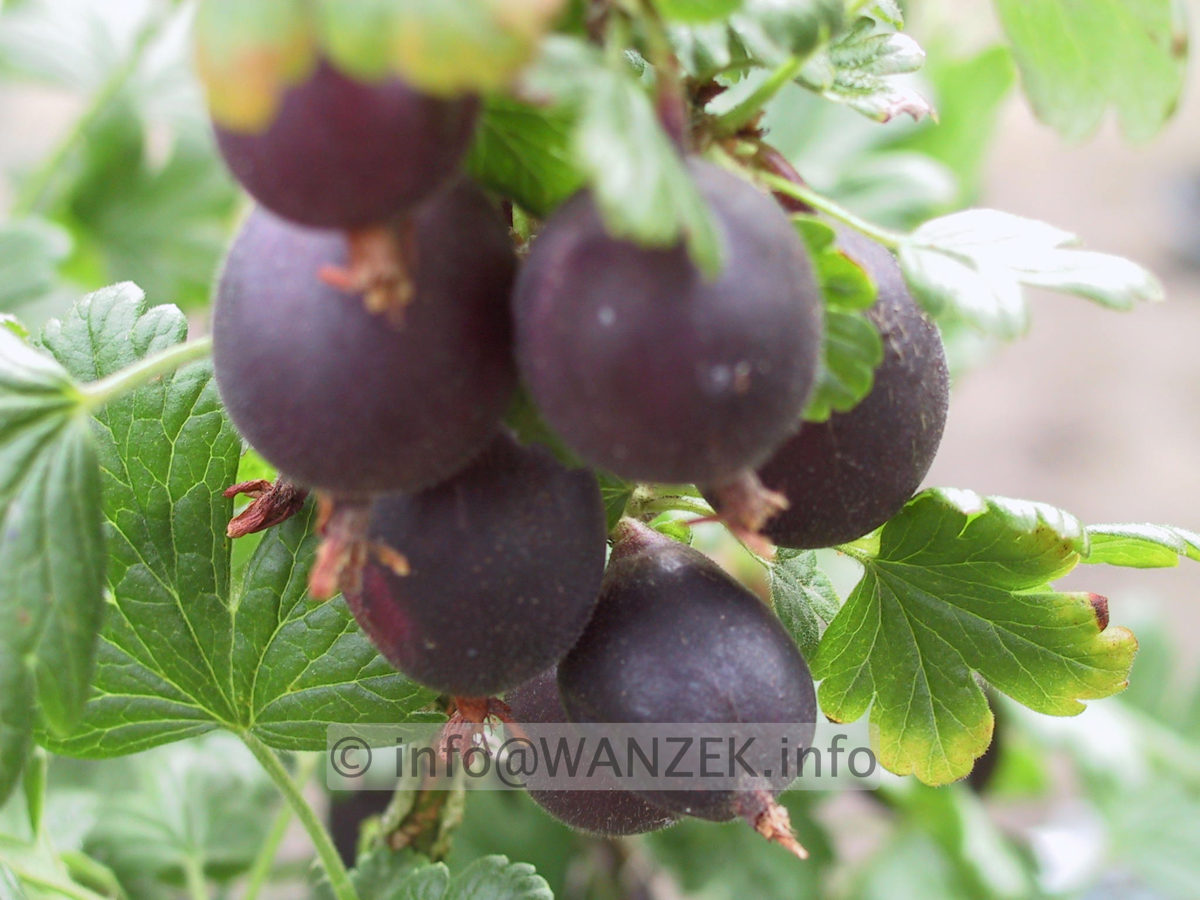 Stachelbeere Rokula 02.JPG